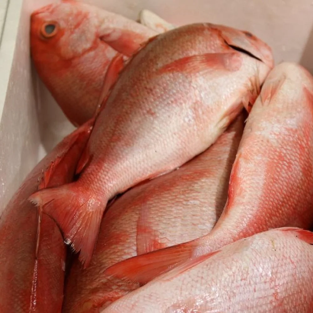 Processed Frozen Sea Bream - Red Sea Bream - Seafood