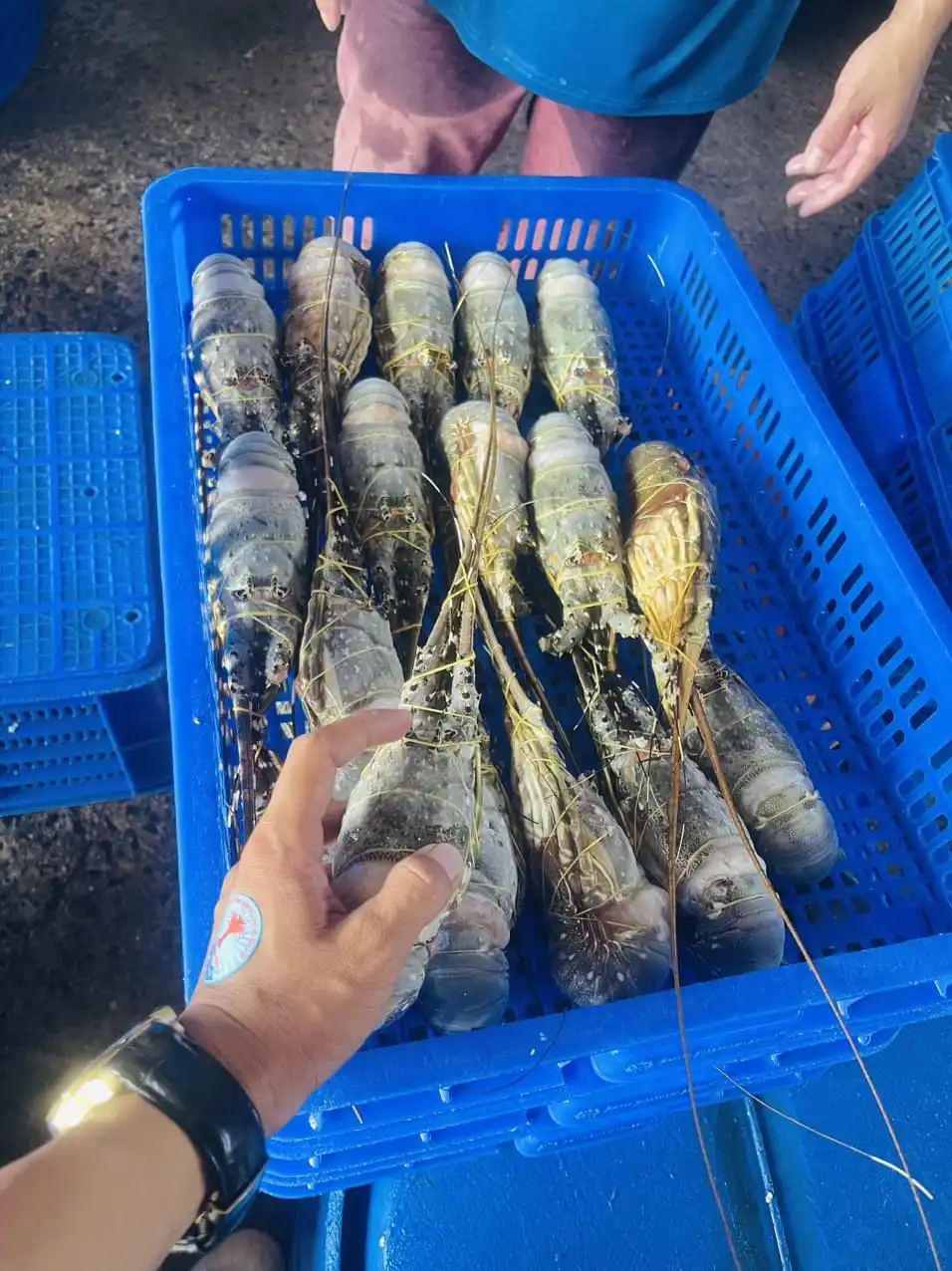 LIVE LOBSTER origin Cam Ranh province Vietnam/ Top selling 2023