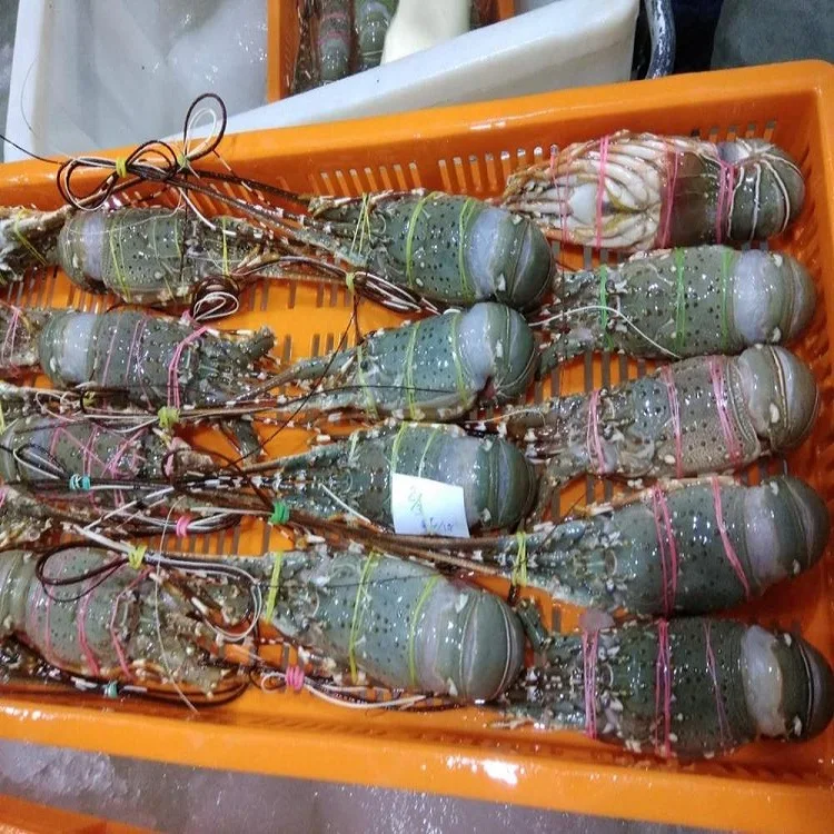 Fresh Quality Pacific Red Lobsters / Mexican Giant Lobsters For Sale