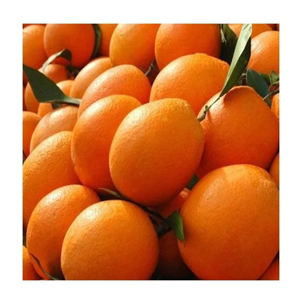 High Quality Fresh Valencia Oranges Fresh Fruits At Low Price