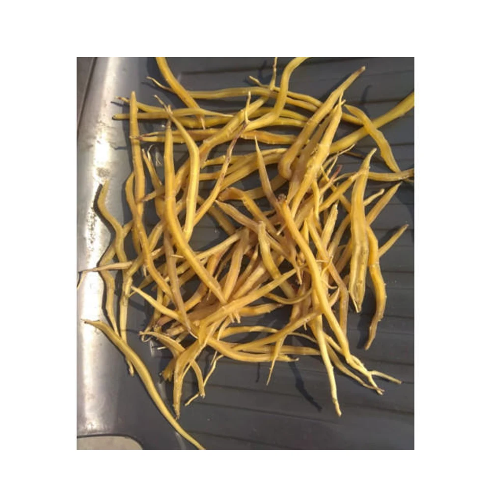 Top Quality Low Price Shatavari 100% Natural & Vegan Root Powder Easy To Use Stir In Water Best Selling Healthcare Supplement