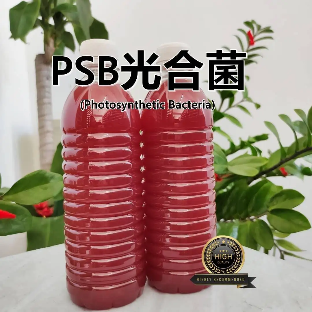 PHOTOSYNTHETIC BACTERIA (PSB) Liquid Aquaculture Water Treatment Probiotic Marine Freshwater Aquaculture Aquarium Fish Shrimp