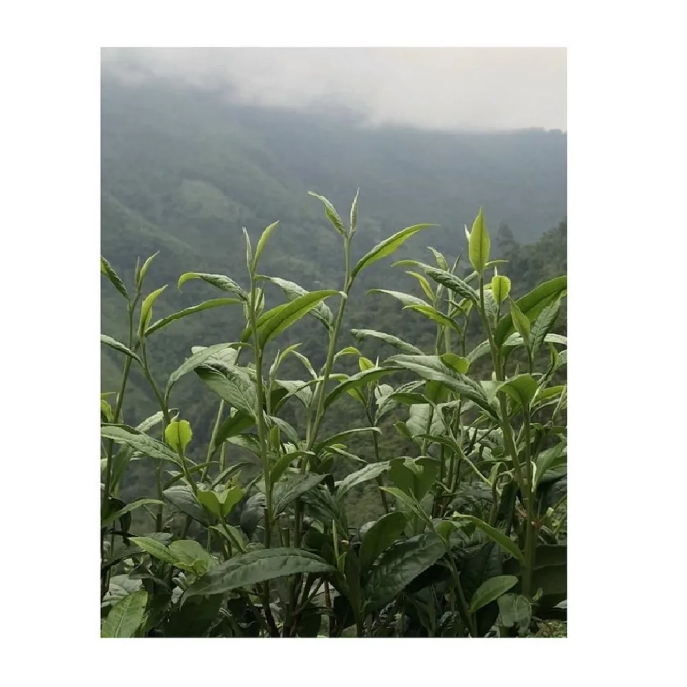 20Kg Bulk Packaging OEM Health Tea Drinks Premium Organic ASSAM Stir-Fried Black Tea From 100% Fresh Ingredients