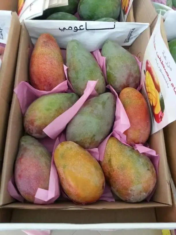 NEW HARVESTED EGYPTIAN MANGO FOR QUICK EXPORT