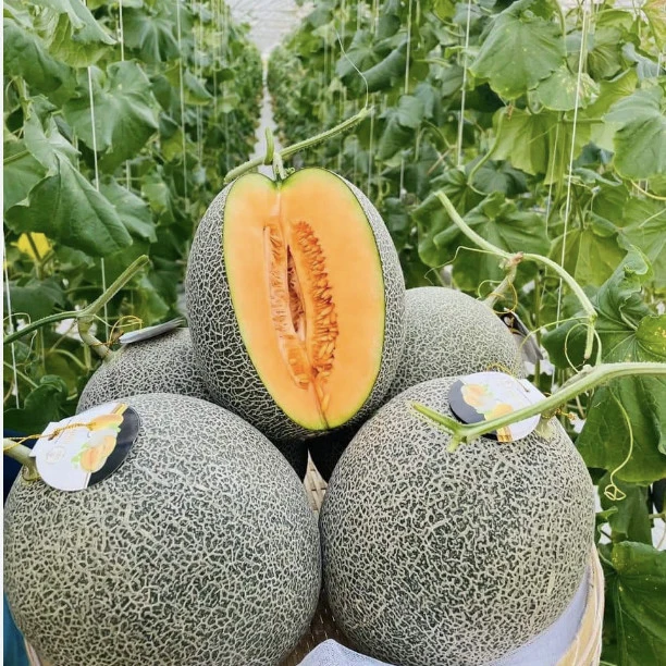 Свежая дыня апельсиновое мясо заводская цена хорошее качество от ведущего экспортера Вьетнама разумная готовая к