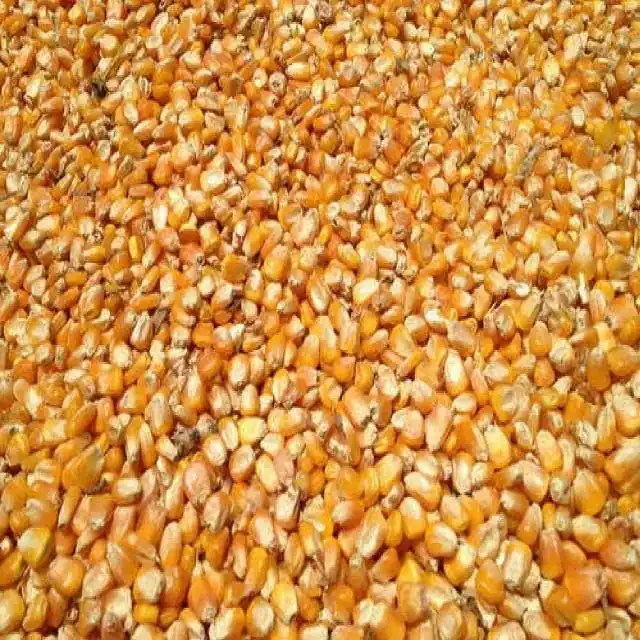 wholesale raw maize corn yellow corn animal feed 50kg bags 25tons 15days yellow corn prices animal feeding maize