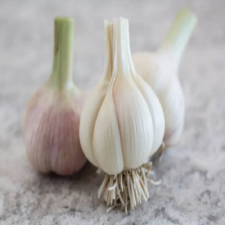 EXPORT/IMPORT 100 Natural Organic Garlic garlic / fresh normal white garlic at cheap prices .
