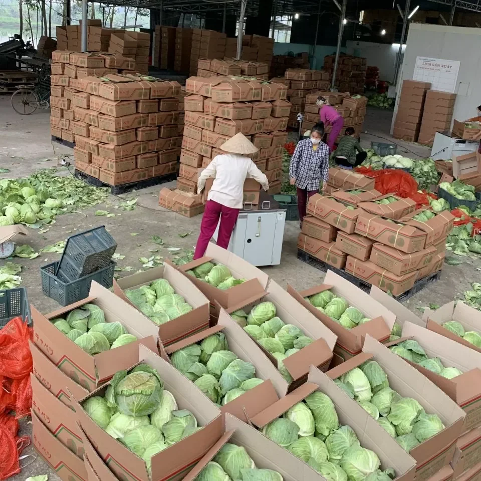 Competitive Price High Quality Variety Vegetables Fresh White Cabbage Made In Vietnam Factory