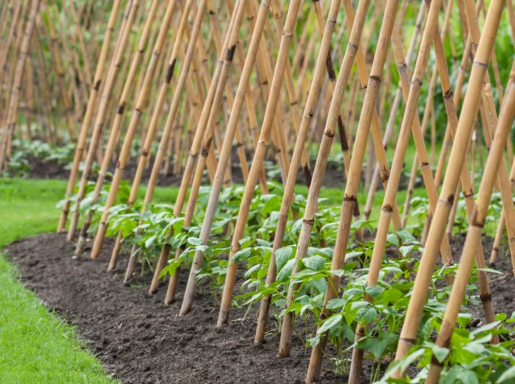 Top On Product That Makes The Garden Ecofriendly Bamboo Stick For Garden/Bamboo Sticks For Plants By Eco2go Vietnam