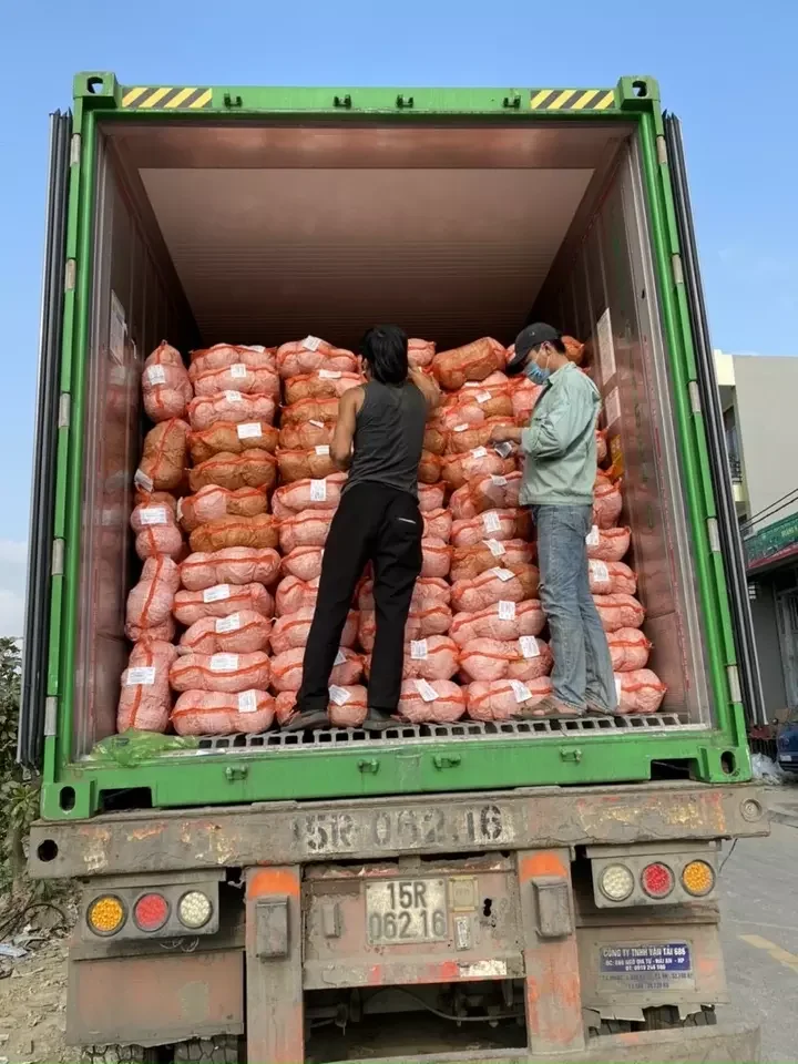 Vietnam factory supply new crop of fresh vegetables fresh round and flat cabbages by Vietnam carrot price for sale