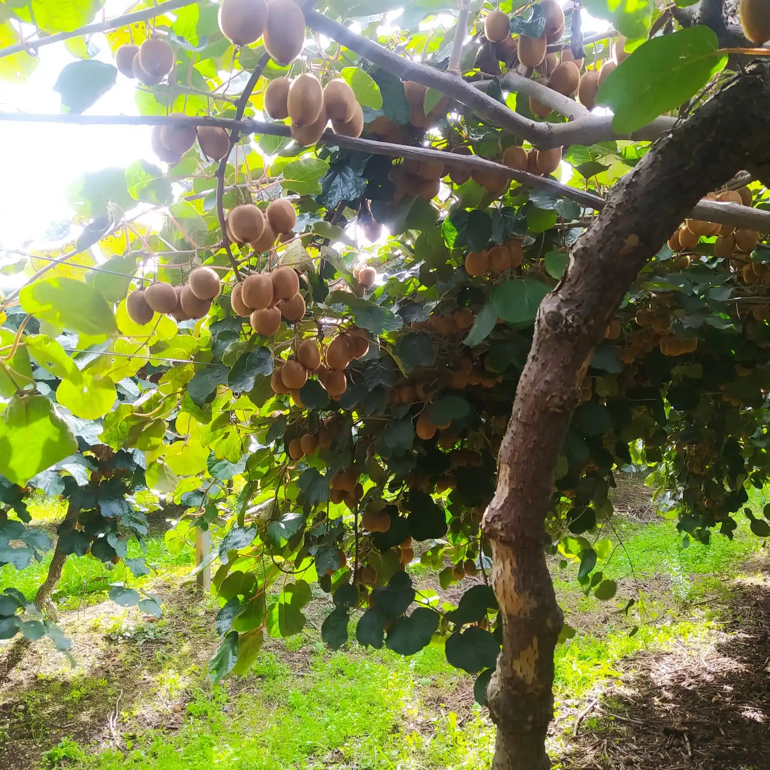 Fresh Fruit Kiwi 60gr at viols and Plastic carton boxes Turkish Original Kiwi wholesale fresh fruits