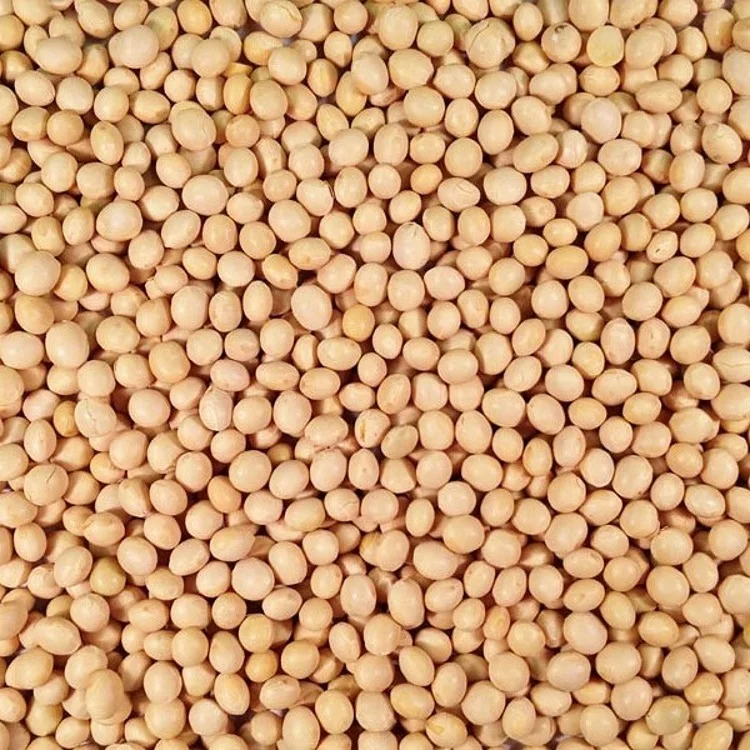 100% Organic Soybeans NON-GMO Soya Beans  at Wholesale Price