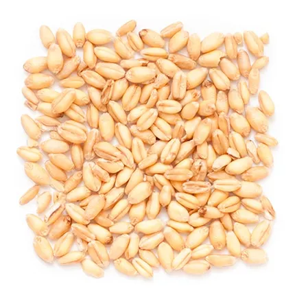 Лучшее качество Высококачественная сушеная Пшеница из твердых сортов 100% чистый натуральный Высокий Белок Австрии оптом