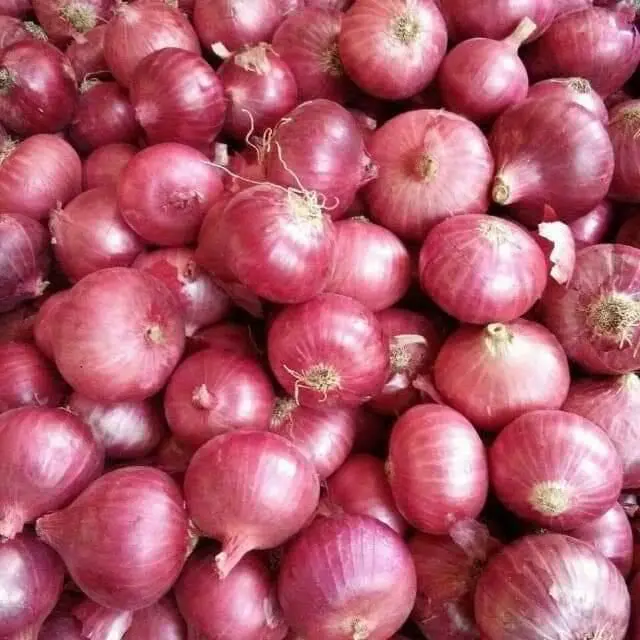High Quality Product from South Africa - Fresh Onions Healthy New Natural and Organic Vegetables