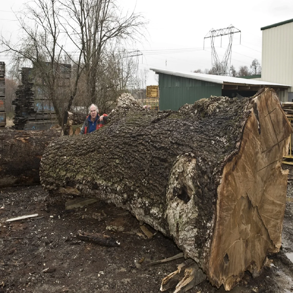 Buy European High Quality walnut Wood Log