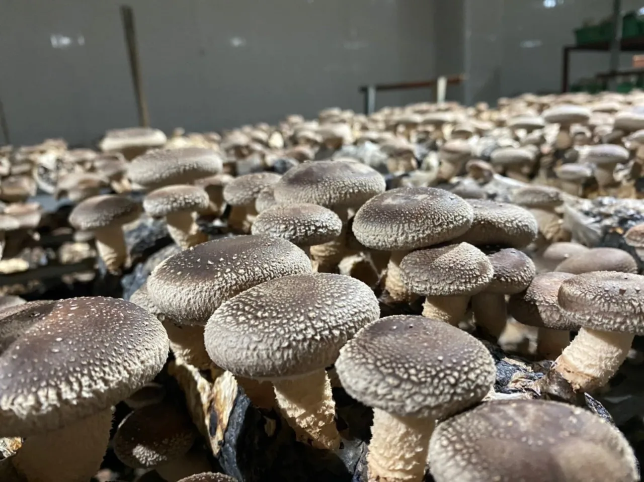 VIETNAMESE ORGANIC SHIITAKE MUSHROOM FUNGUS STEM- 10/10 POINTS FOR HIGH QUALITY