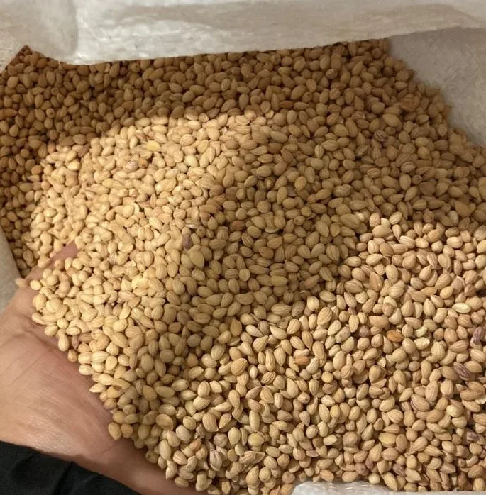 Hot Sale Mahalab Natural Spices Mahaleb cherry ,Mahaleb Seeds And Spices From Turkey High Qualth Mahalab