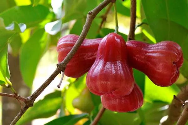 Fruit of syzygium aqueum - Bell fruit small sweet taste eaten fresh with high quality