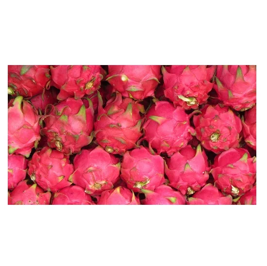 Top Quality Fresh Dragon Fruits For Sale At Best Price