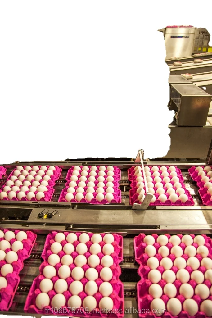 fresh eggs8.jpg