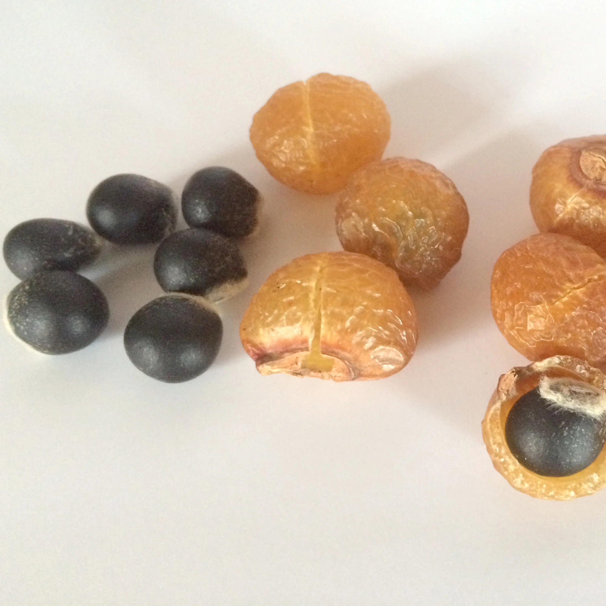 Himalayan Soapberries Shells Himalayan Soap Nuts Shells  Hand processed Soapberries Shells wholesale supplies