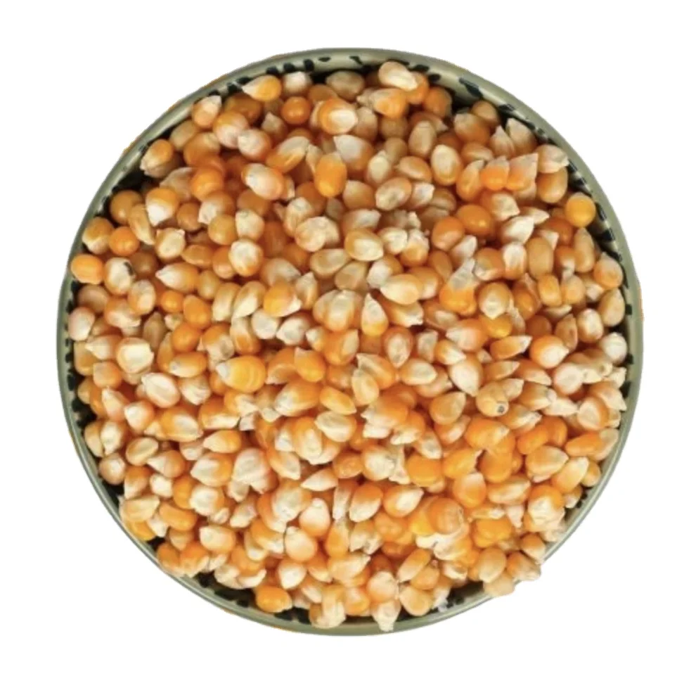 High Quality Non-GMO Human & Animal Corn Maize Sweet and Yellow Dried Corn for Feed Wholesale