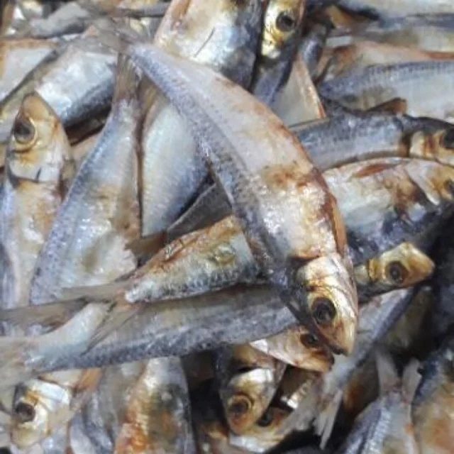 WHOLESALE BULK FRESH SEAFOOD | STEAMED HERRING AND DRYING
