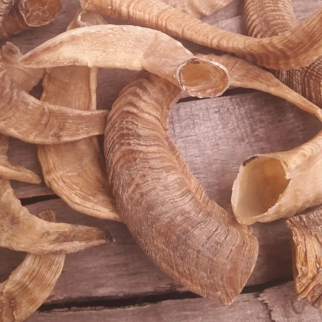 Best Quality Polished Natural Ram Horn For Customized Size Cheap Price With Handmade Use For Unpolished By Nhe Overseas