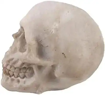 customized  handcrafted Eco friendly  resin human head  skull  sculpture  model  for home decor from India .