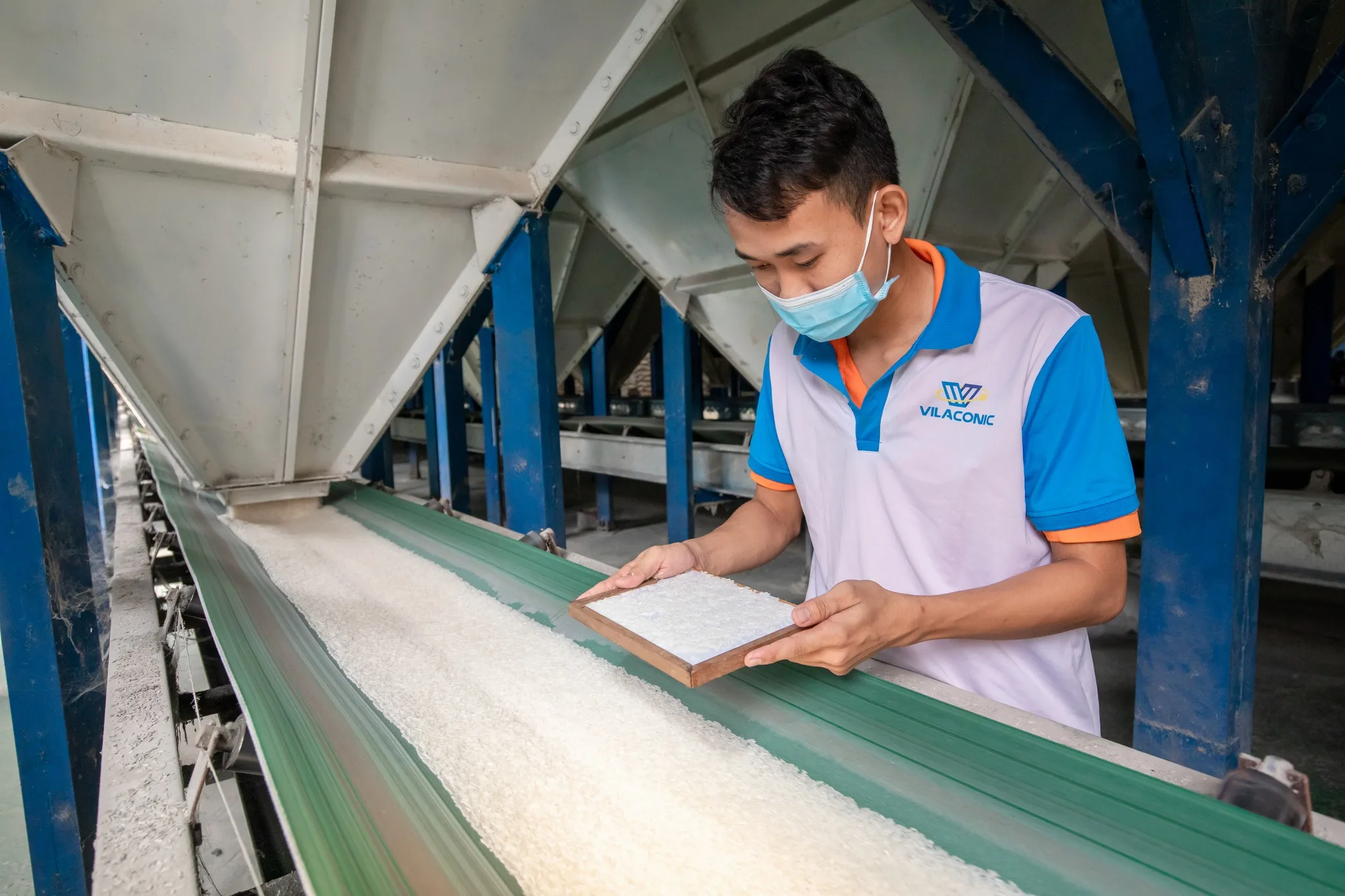 CALROSE RICE HIGH-QUALITY FOR SALE +84765149122