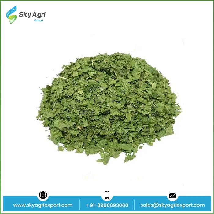 High Quality Pure 100% Coriander Leaves wholesale Spices Herbs Dry Coriander Leaves At  Bulk Price