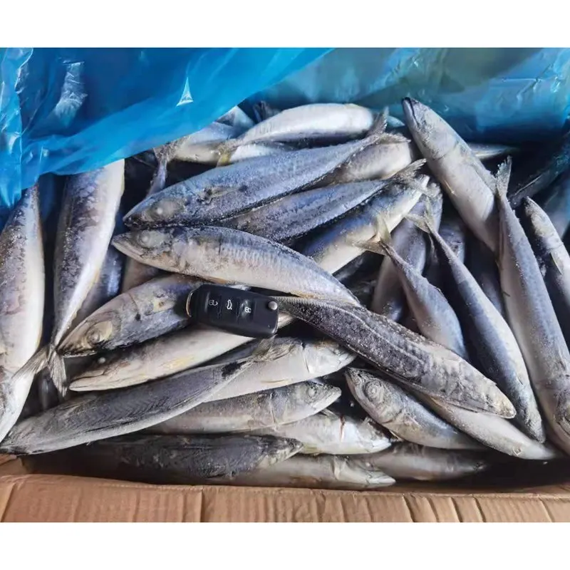 New stock Horse mackerel horse mackerel fish export Bulk Style Time Packaging Package Feature Weight Shelf Origin Life BRC