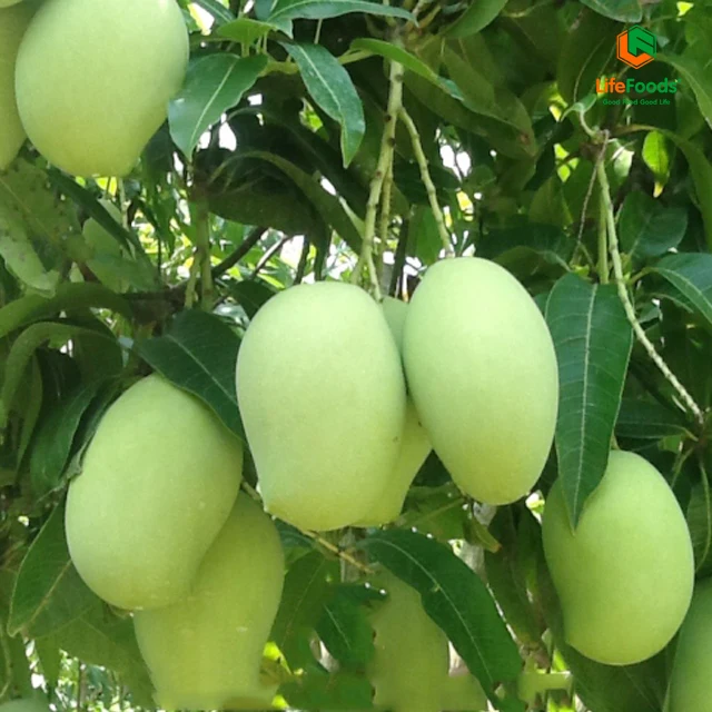 Storage cool reasonable place life price package shelf origin fresh mangos Fresh Hoa Loc Mango Lifefoods from Vietnam