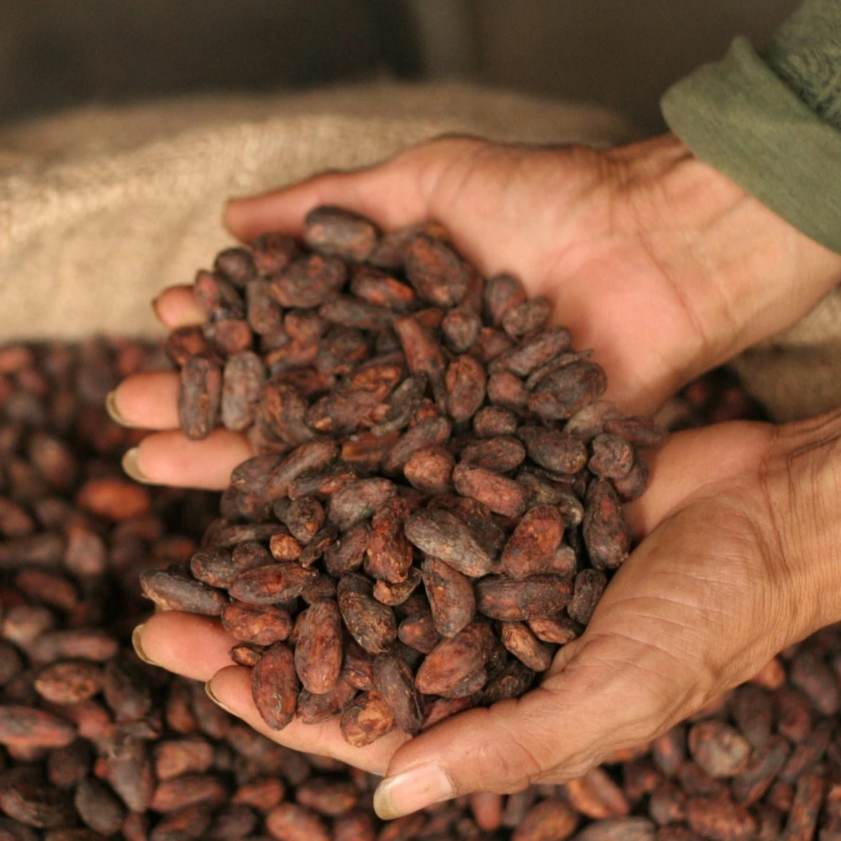 Dried Raw Cacao