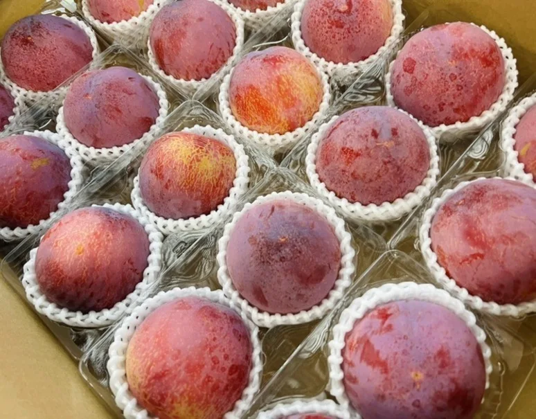 Fresh Kiyo plum pack bulk Japanese plum