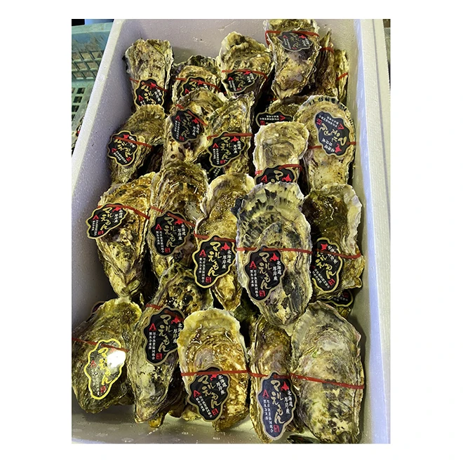 Japanese Seafood Export Meat Supplier Fresh Wholesale Live Oyster