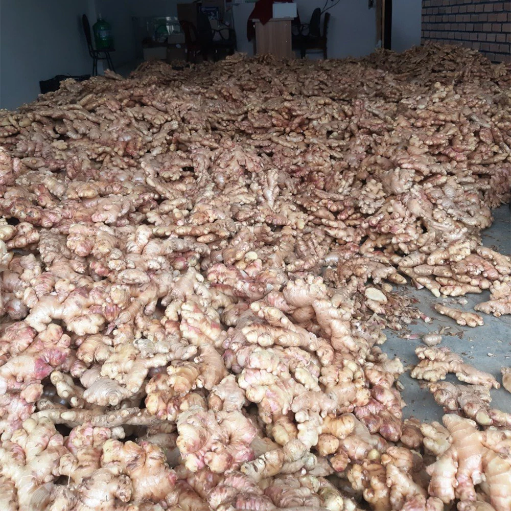 New crop fresh ginger root market price from organic ginger fresh supplier from Vietnam