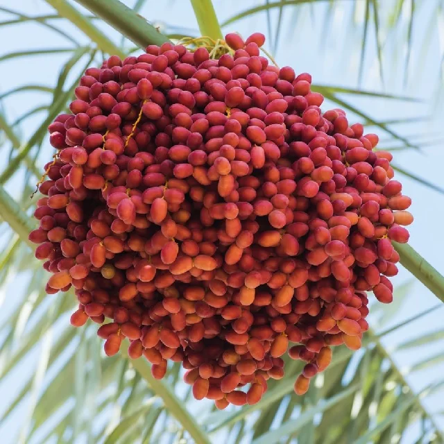 Medjool Flowering Quick Yielding SupplierS In Tamilnadu Phoenix Dactylifera Tissue Culture Date Palm Manufacturers from India