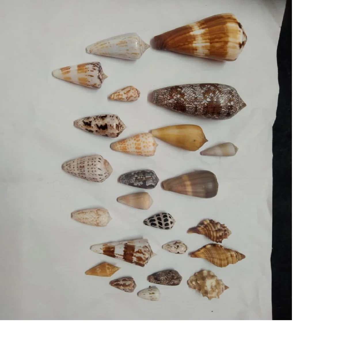 Natural Sea Shells in Assorted Size and Shapes Ideal for Shell Crafts Resale by Supply Stores