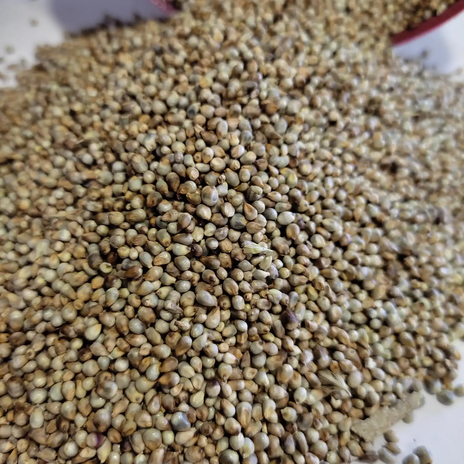 Green Millet In Bulk At Reasonable Rate