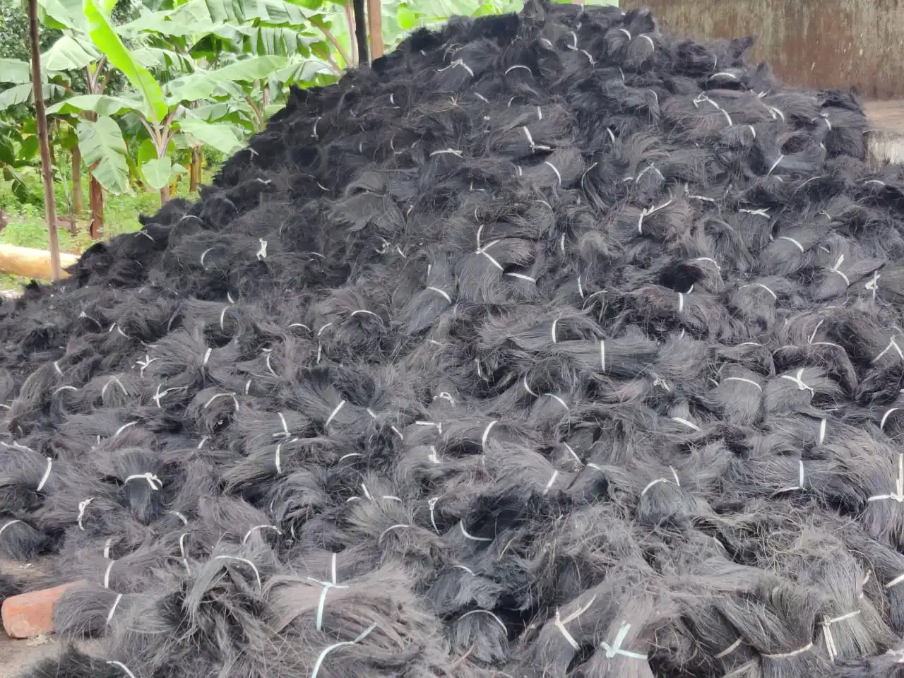 2022 hot product - Black Coir Bristle Fibre ( contact to +91-9895764873 )