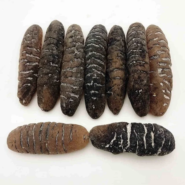 Wholesale high protein low calorie DRIED SEA CUCUMBER or IQF sea cucumber