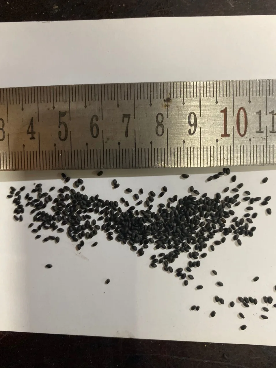 TOP QUALITY 2024 BASIL SEEDS WITH HIGH for WHOLESALE EXPORT