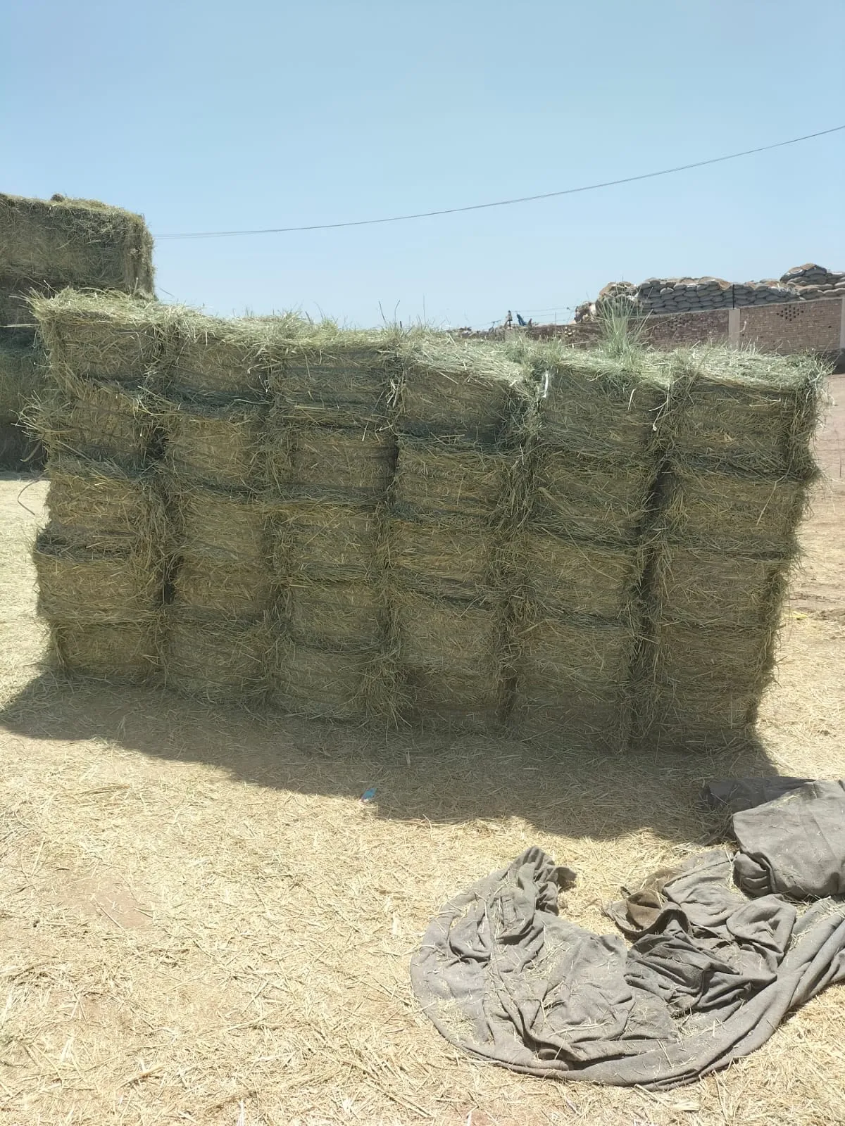 High Quality Pakistani Lush Green Moisture Controlled Soft Rhodes Grass Small Bundles For Sale in Bulk Quantity