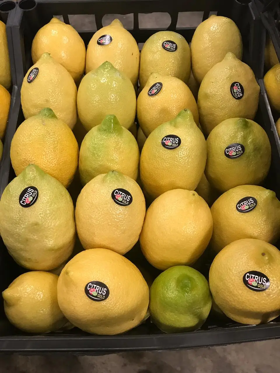 Fresh Lemon from Egypt