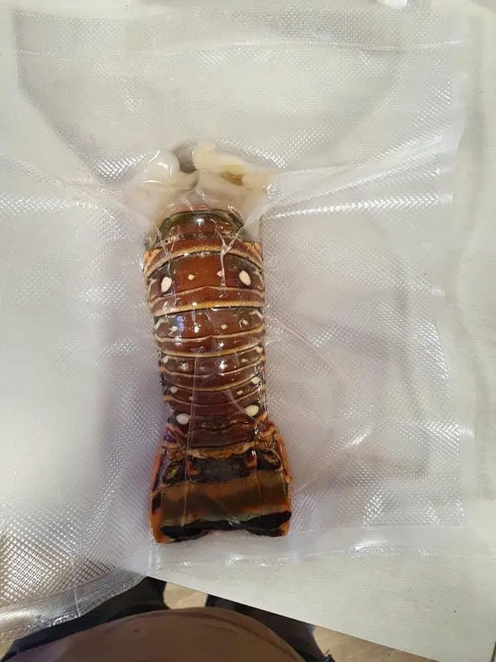 Canadian Frozen Lobster Tails Fresh Lobsters for sell Frozen Lobsters for Sale at Cheap Price