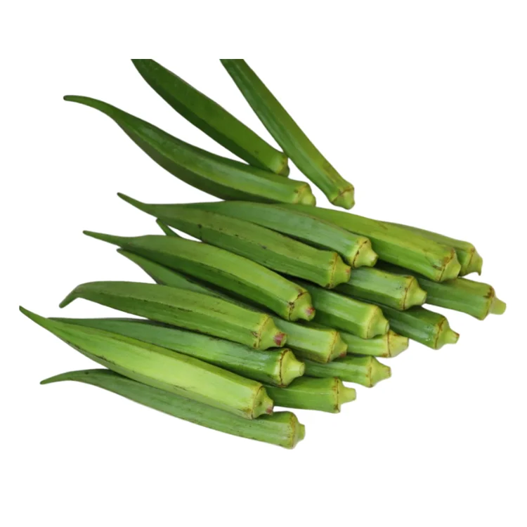 Fresh Okra Cheap Price 100% Organic Using For Food Packing In Carton made in Vietnam Farm
