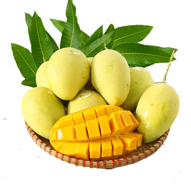 Fresh Mango 100% natural  from Vietnam with good price and best quality 2023 Cheap Price Fresh Fruit