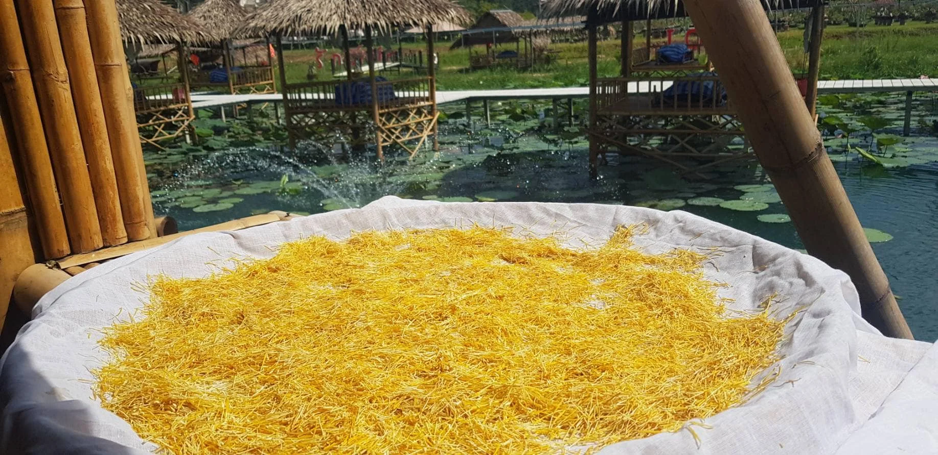 LIAN XU CHINESE NATURAL STAMEN NELUMBINIS / Dried Lotus Stamen Tea / Dried Sacred Lotus Nelumbo Nucifera Stamen