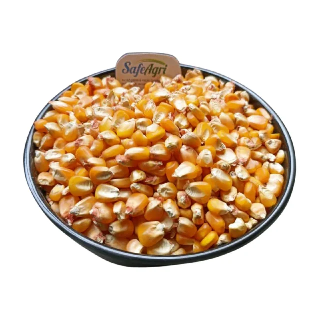 High Quality Yellow Corn from India 14% Max Moisture AD Dried Yellow Colour Premium Grade Maize for Animal Feed